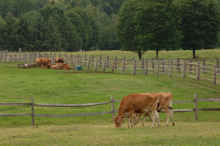 Jersey cows at Billings Farm and Museum