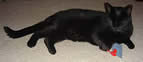 photo of the inn cat at The Governor's House in Hyde Park, a romantic Vermont bed and breakfast inn near Stowe, VT