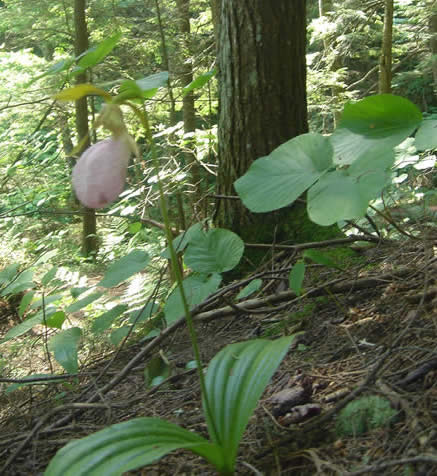 hiking trails near the Governor's House, a Vermont B&B