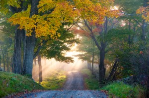 Country road with sunlight streaming through the trees